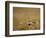 Golden Plover (Pluvialis Apricaria) in Breeding Plumage, Shetland Islands, Scotland, UK, May-Andrew Parkinson-Framed Photographic Print