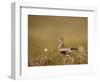 Golden Plover (Pluvialis Apricaria) in Breeding Plumage, Shetland Islands, Scotland, UK, May-Andrew Parkinson-Framed Photographic Print