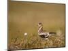 Golden Plover (Pluvialis Apricaria) in Breeding Plumage, Shetland Islands, Scotland, UK, May-Andrew Parkinson-Mounted Photographic Print