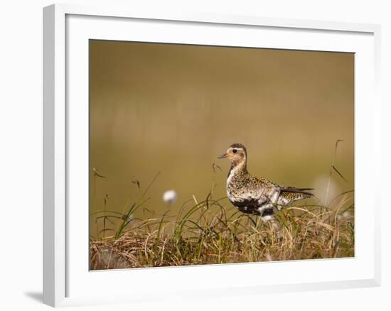 Golden Plover (Pluvialis Apricaria) in Breeding Plumage, Shetland Islands, Scotland, UK, May-Andrew Parkinson-Framed Photographic Print