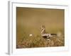 Golden Plover (Pluvialis Apricaria) in Breeding Plumage, Shetland Islands, Scotland, UK, May-Andrew Parkinson-Framed Photographic Print