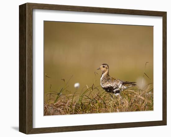 Golden Plover (Pluvialis Apricaria) in Breeding Plumage, Shetland Islands, Scotland, UK, May-Andrew Parkinson-Framed Photographic Print