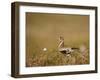 Golden Plover (Pluvialis Apricaria) in Breeding Plumage, Shetland Islands, Scotland, UK, May-Andrew Parkinson-Framed Photographic Print