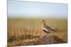 Golden Plover (Pluvialis Apricaria) in Breeding Plumage, Shetland Islands, Scotland, UK, May-Andrew Parkinson-Mounted Photographic Print