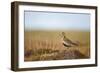 Golden Plover (Pluvialis Apricaria) in Breeding Plumage, Shetland Islands, Scotland, UK, May-Andrew Parkinson-Framed Photographic Print