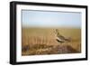 Golden Plover (Pluvialis Apricaria) in Breeding Plumage, Shetland Islands, Scotland, UK, May-Andrew Parkinson-Framed Photographic Print