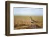 Golden Plover (Pluvialis Apricaria) in Breeding Plumage, Shetland Islands, Scotland, UK, May-Andrew Parkinson-Framed Photographic Print