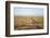 Golden Plover (Pluvialis Apricaria) in Breeding Plumage, Shetland Islands, Scotland, UK, May-Andrew Parkinson-Framed Photographic Print