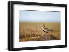 Golden Plover (Pluvialis Apricaria) in Breeding Plumage, Shetland Islands, Scotland, UK, May-Andrew Parkinson-Framed Photographic Print