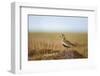 Golden Plover (Pluvialis Apricaria) in Breeding Plumage, Shetland Islands, Scotland, UK, May-Andrew Parkinson-Framed Photographic Print