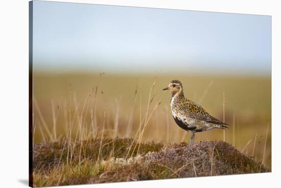 Golden Plover (Pluvialis Apricaria) in Breeding Plumage, Shetland Islands, Scotland, UK, May-Andrew Parkinson-Stretched Canvas