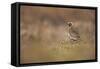 Golden Plover (Pluvialis Apricaria) Myvatn, Thingeyjarsyslur, Iceland, June 2009-Bergmann-Framed Stretched Canvas