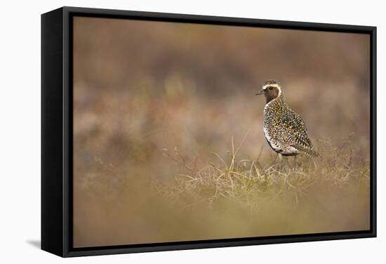 Golden Plover (Pluvialis Apricaria) Myvatn, Thingeyjarsyslur, Iceland, June 2009-Bergmann-Framed Stretched Canvas