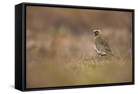 Golden Plover (Pluvialis Apricaria) Myvatn, Thingeyjarsyslur, Iceland, June 2009-Bergmann-Framed Stretched Canvas