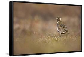 Golden Plover (Pluvialis Apricaria) Myvatn, Thingeyjarsyslur, Iceland, June 2009-Bergmann-Framed Stretched Canvas