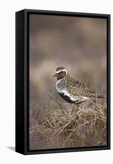 Golden Plover (Pluvialis Apricaria) Myvatn, Thingeyjarsyslur, Iceland, June 2009-Bergmann-Framed Stretched Canvas