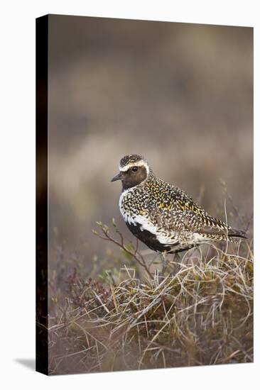 Golden Plover (Pluvialis Apricaria) Myvatn, Thingeyjarsyslur, Iceland, June 2009-Bergmann-Stretched Canvas