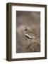 Golden Plover (Pluvialis Apricaria) Myvatn, Thingeyjarsyslur, Iceland, June 2009-Bergmann-Framed Photographic Print