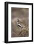 Golden Plover (Pluvialis Apricaria) Myvatn, Thingeyjarsyslur, Iceland, June 2009-Bergmann-Framed Photographic Print