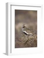 Golden Plover (Pluvialis Apricaria) Myvatn, Thingeyjarsyslur, Iceland, June 2009-Bergmann-Framed Photographic Print