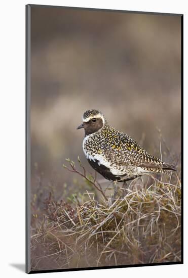 Golden Plover (Pluvialis Apricaria) Myvatn, Thingeyjarsyslur, Iceland, June 2009-Bergmann-Mounted Photographic Print