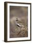 Golden Plover (Pluvialis Apricaria) Myvatn, Thingeyjarsyslur, Iceland, June 2009-Bergmann-Framed Photographic Print