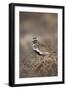 Golden Plover (Pluvialis Apricaria) Myvatn, Thingeyjarsyslur, Iceland, June 2009-Bergmann-Framed Photographic Print