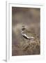 Golden Plover (Pluvialis Apricaria) Myvatn, Thingeyjarsyslur, Iceland, June 2009-Bergmann-Framed Photographic Print