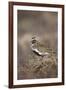 Golden Plover (Pluvialis Apricaria) Myvatn, Thingeyjarsyslur, Iceland, June 2009-Bergmann-Framed Photographic Print