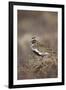 Golden Plover (Pluvialis Apricaria) Myvatn, Thingeyjarsyslur, Iceland, June 2009-Bergmann-Framed Photographic Print