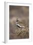 Golden Plover (Pluvialis Apricaria) Myvatn, Thingeyjarsyslur, Iceland, June 2009-Bergmann-Framed Photographic Print