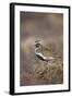 Golden Plover (Pluvialis Apricaria) Myvatn, Thingeyjarsyslur, Iceland, June 2009-Bergmann-Framed Photographic Print