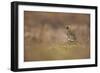 Golden Plover (Pluvialis Apricaria) Myvatn, Thingeyjarsyslur, Iceland, June 2009-Bergmann-Framed Photographic Print