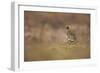 Golden Plover (Pluvialis Apricaria) Myvatn, Thingeyjarsyslur, Iceland, June 2009-Bergmann-Framed Photographic Print