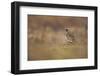 Golden Plover (Pluvialis Apricaria) Myvatn, Thingeyjarsyslur, Iceland, June 2009-Bergmann-Framed Photographic Print