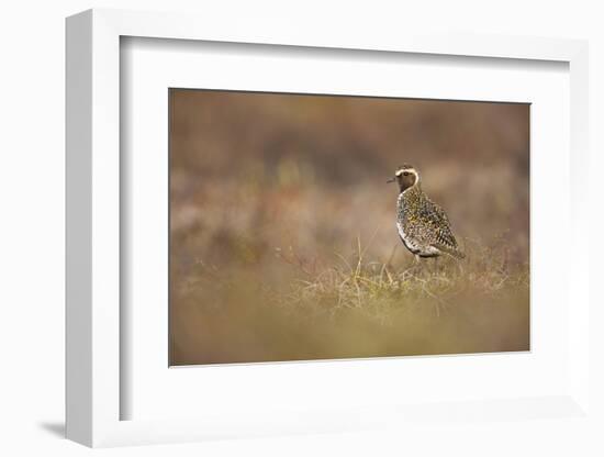 Golden Plover (Pluvialis Apricaria) Myvatn, Thingeyjarsyslur, Iceland, June 2009-Bergmann-Framed Photographic Print