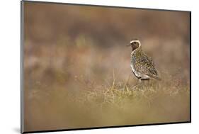 Golden Plover (Pluvialis Apricaria) Myvatn, Thingeyjarsyslur, Iceland, June 2009-Bergmann-Mounted Photographic Print