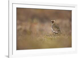 Golden Plover (Pluvialis Apricaria) Myvatn, Thingeyjarsyslur, Iceland, June 2009-Bergmann-Framed Photographic Print