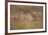 Golden Plover (Pluvialis Apricaria) Myvatn, Thingeyjarsyslur, Iceland, June 2009-Bergmann-Framed Photographic Print