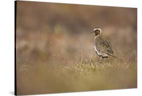 Golden Plover (Pluvialis Apricaria) Myvatn, Thingeyjarsyslur, Iceland, June 2009-Bergmann-Stretched Canvas