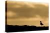 Golden Plover (Pluvialis Apricaria) Silhouette at Sunrise on Moorland, Scotland, UK, June-Mark Hamblin-Stretched Canvas