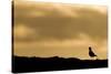 Golden Plover (Pluvialis Apricaria) Silhouette at Sunrise on Moorland, Scotland, UK, June-Mark Hamblin-Stretched Canvas