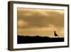 Golden Plover (Pluvialis Apricaria) Silhouette at Sunrise on Moorland, Scotland, UK, June-Mark Hamblin-Framed Photographic Print