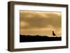 Golden Plover (Pluvialis Apricaria) Silhouette at Sunrise on Moorland, Scotland, UK, June-Mark Hamblin-Framed Photographic Print