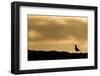 Golden Plover (Pluvialis Apricaria) Silhouette at Sunrise on Moorland, Scotland, UK, June-Mark Hamblin-Framed Photographic Print