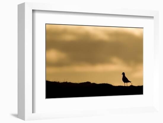 Golden Plover (Pluvialis Apricaria) Silhouette at Sunrise on Moorland, Scotland, UK, June-Mark Hamblin-Framed Photographic Print