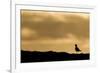 Golden Plover (Pluvialis Apricaria) Silhouette at Sunrise on Moorland, Scotland, UK, June-Mark Hamblin-Framed Photographic Print