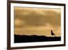 Golden Plover (Pluvialis Apricaria) Silhouette at Sunrise on Moorland, Scotland, UK, June-Mark Hamblin-Framed Photographic Print