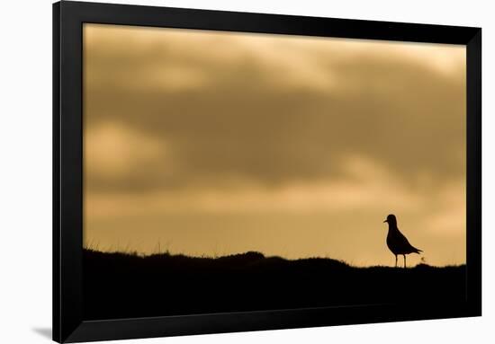 Golden Plover (Pluvialis Apricaria) Silhouette at Sunrise on Moorland, Scotland, UK, June-Mark Hamblin-Framed Photographic Print