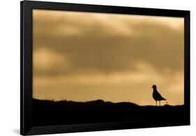 Golden Plover (Pluvialis Apricaria) Silhouette at Sunrise on Moorland, Scotland, UK, June-Mark Hamblin-Framed Photographic Print